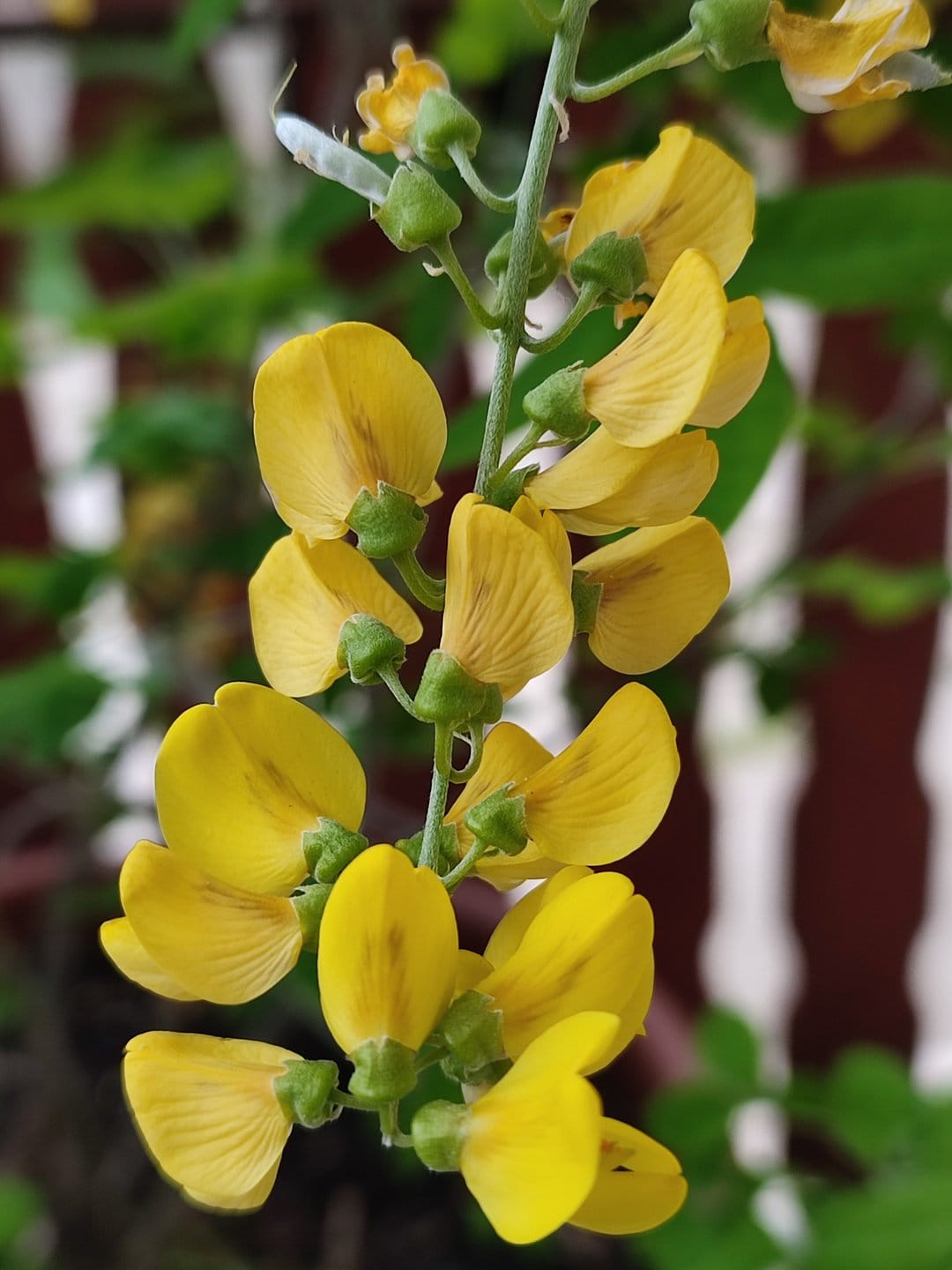 Bright yellow flowers with delicate petals cluster on a green stem against a soft-focus bokeh garden backdrop.