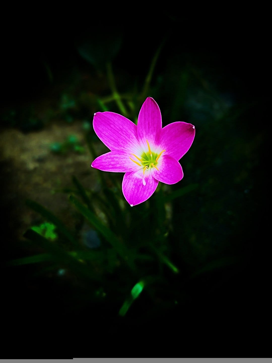 Pink Zephyranthes flower with a golden center blooms against a dark, shadowy garden backdrop with green leaves.