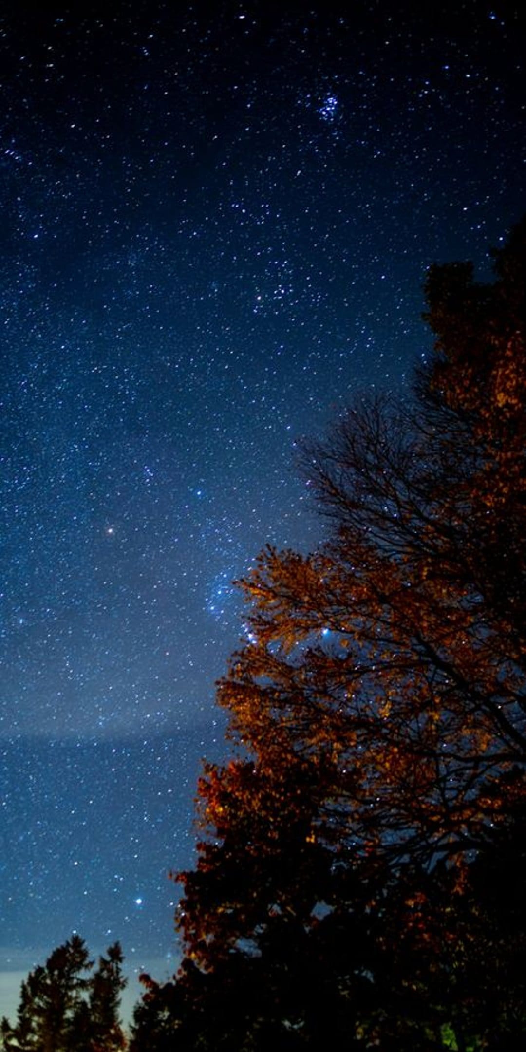 Orange autumn tree reaches toward a deep blue night sky filled with bright stars and celestial clusters.