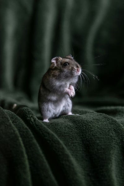 Mouse,Mouse wallpaper,rat wallpaper,cute Mouse
