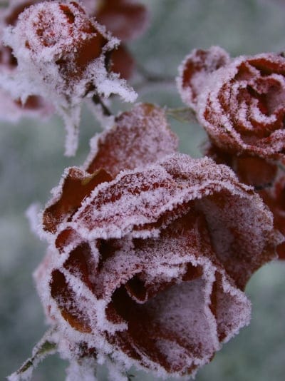 Red roses with delicate ice crystals on their petals under soft winter morning light in a close-up macro view.