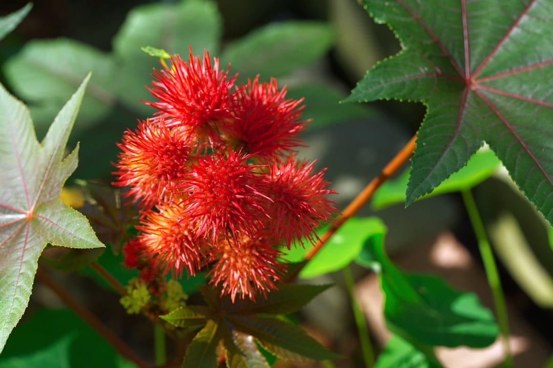 Crimson spiky castor bean seed pods cluster together against a backdrop of broad, dark green lobed leaves.