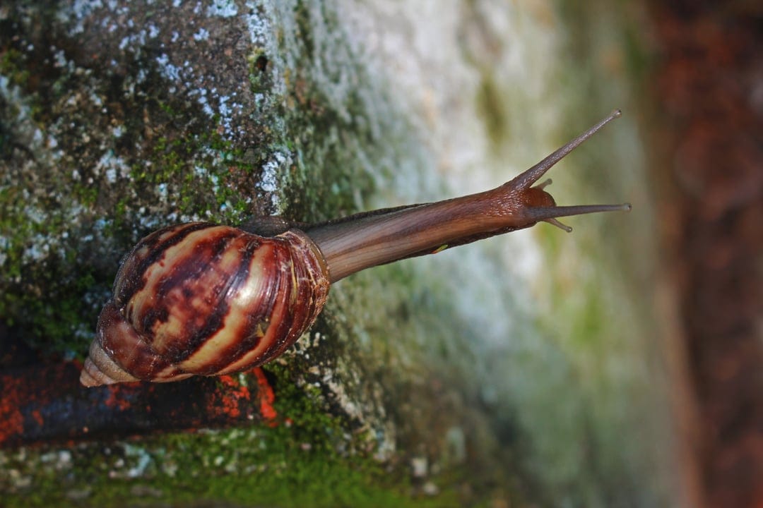 Giant African land snail with a spiral shell crawls over vibrant green moss on a textured vertical stone surface.