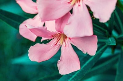 pink oleander flowers, macro photography, botanical, nature, gardening, floral, bloom, summer, teal background, plant, flower detail, petals, stamens, close-up, vibrant colors, outdoor, natural beauty, serene, pretty flowers, flower photography, tropical, garden