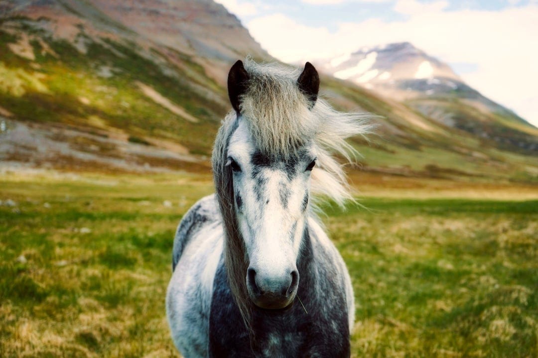 Icelandic horse with a flowing mane stands in a green pasture before snow-dusted mountains and a cloudy sky.
