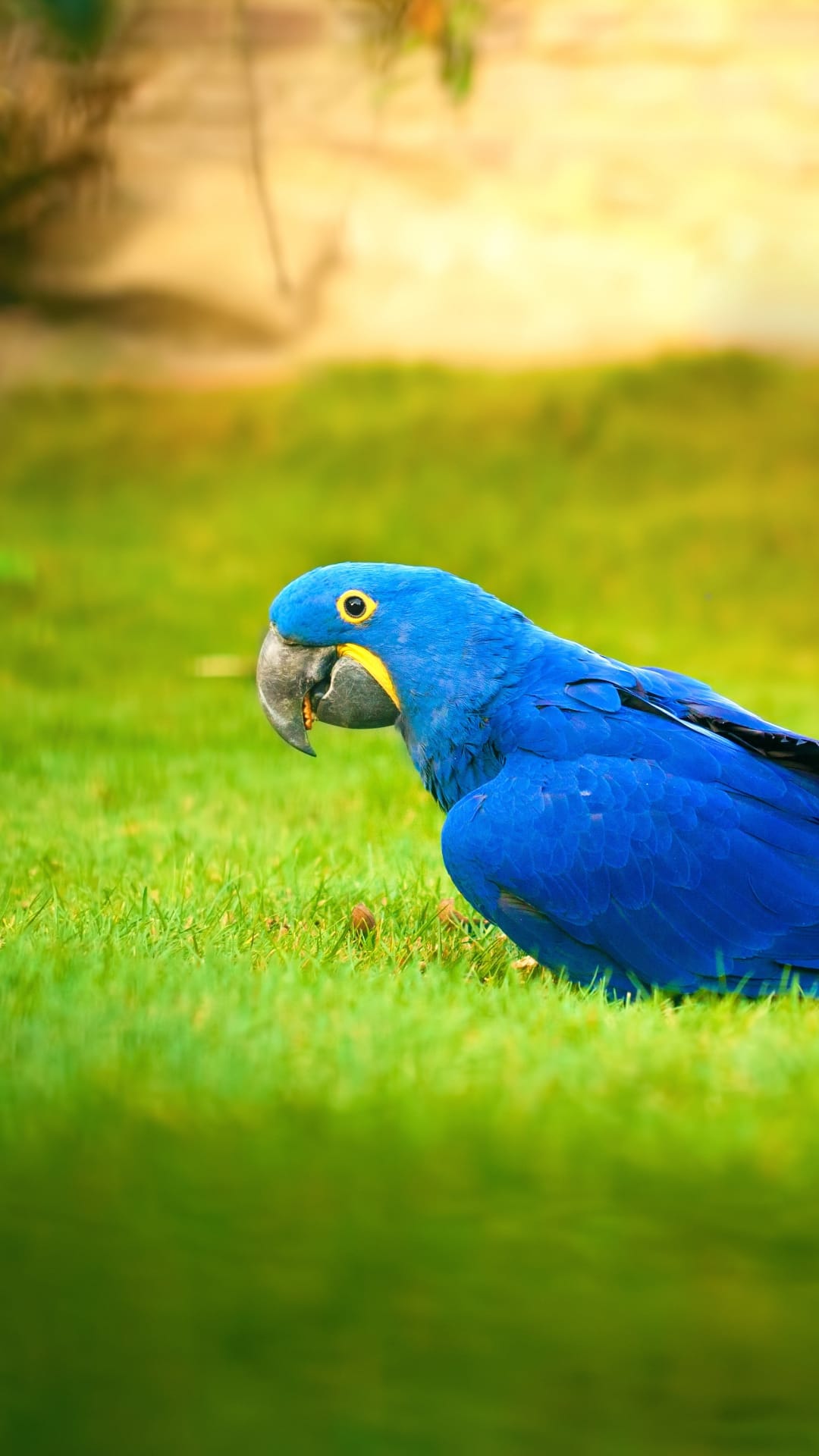Hyacinth macaw with deep blue feathers and yellow eye rings rests on a vibrant green lawn in natural sunlight.