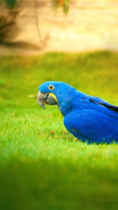 Macaw Bird , macaw, parrot, birds
