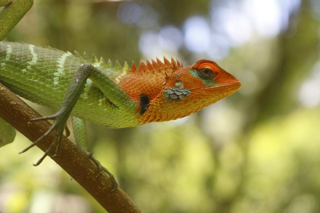 Green lizard with an orange head and crest perches on a branch with detailed scales against a blurred forest background.
