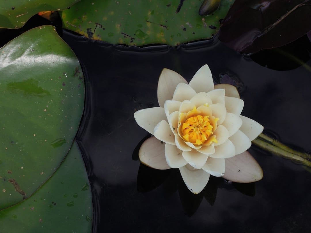 White water lily with a yellow center floats on dark water surrounded by green lily pads in a serene pond scene.
