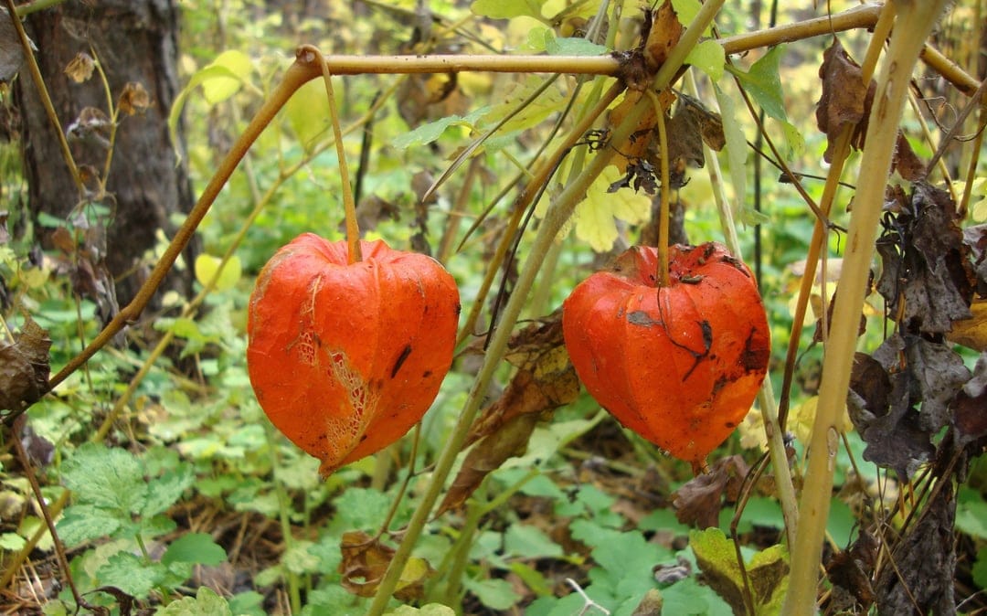 Orange Chinese lantern fruits hang from stems in a blurred autumn forest with papery husks and green leaves.