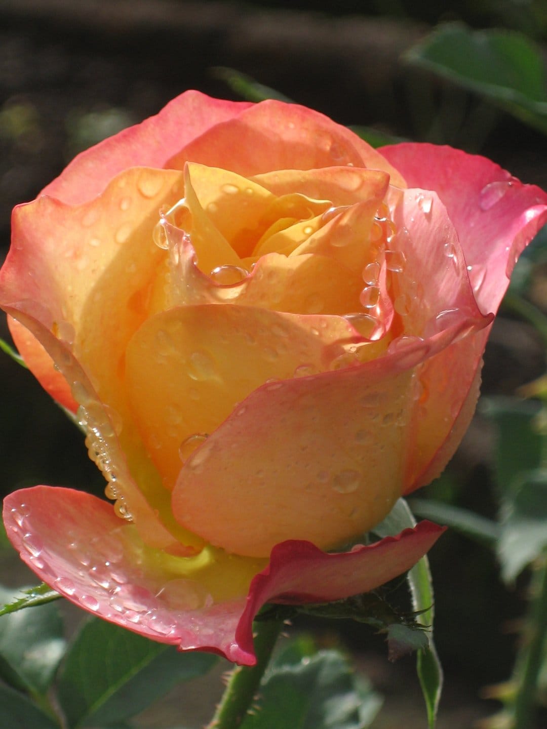 Peach and pink rose petals covered in tiny water droplets against a blurred dark green garden background.