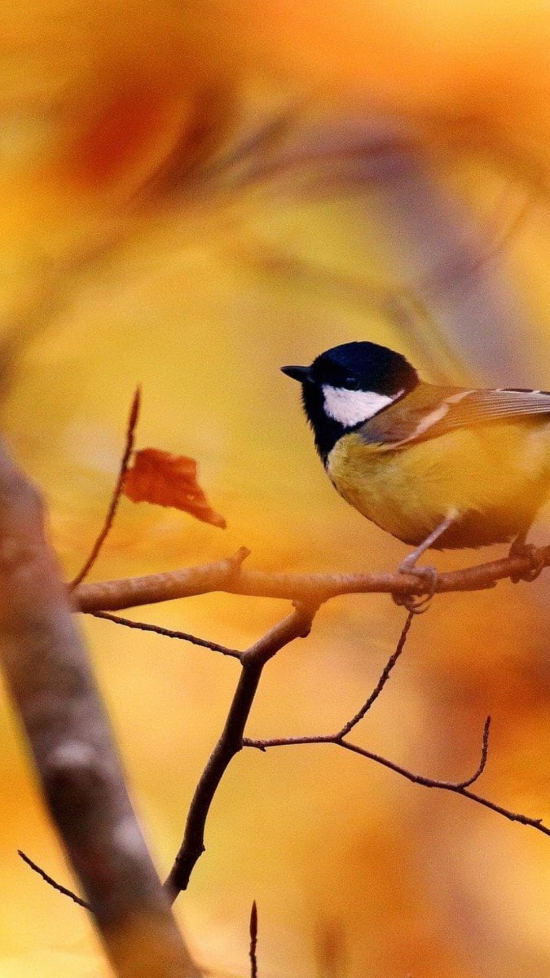 Great tit bird with yellow breast perched on a weathered branch among golden autumn leaves in soft sunlight.