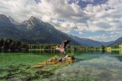 nature,mac wallpaper,landscape,4k wallpaper,laptop wallpaper,pelican,hd wallpaper,sky background,4k wallpaper,composition,scenes,naturally,windows wallpaper,lake,mountains,free wallpaper,beautiful nature,nature background,trees,vegetation