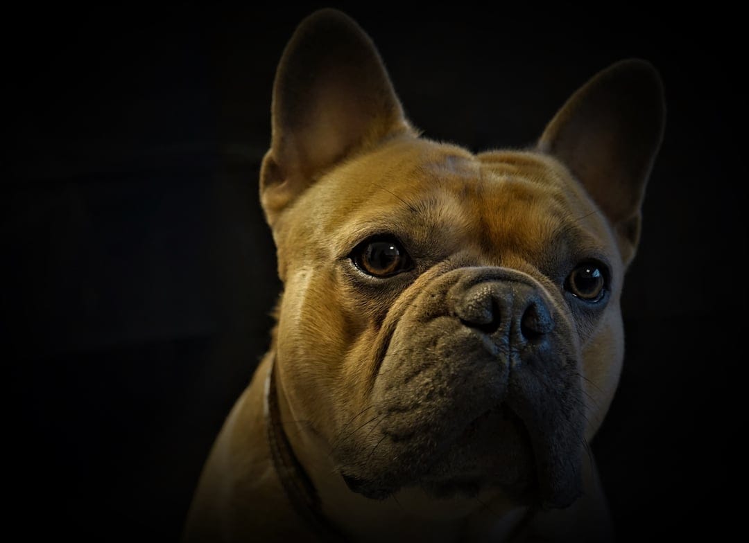 Fawn French Bulldog with wrinkled skin and upright ears stares directly forward against a dark background.