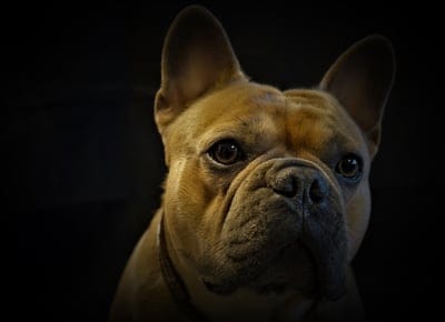 french bulldog,4k wallpaper,4k wallpaper,dog,portrait,animal portrait,dark,beige black,free background,noble,fur,windows wallpaper,face,full hd wallpaper,laptop wallpaper,eyes,nose,cool backgrounds,loyal friend,hd wallpaper