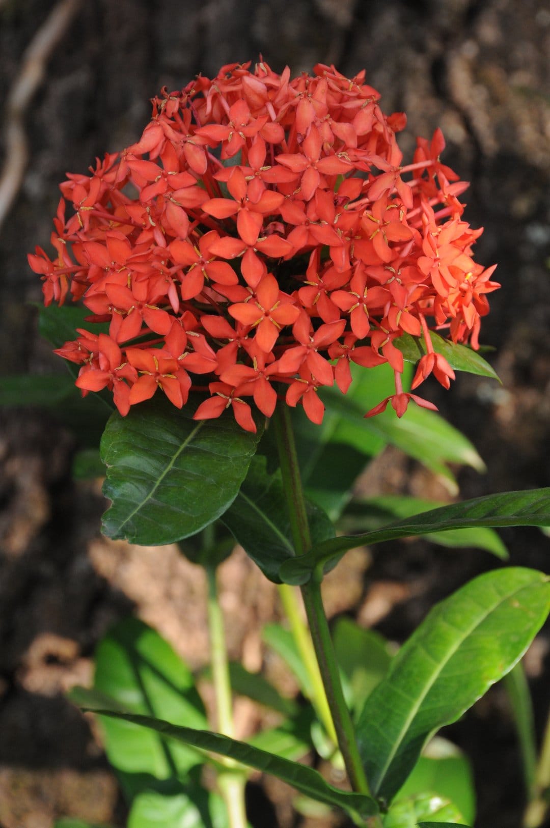 Red Ixora flowers in a dense cluster surrounded by dark green leaves against a soft blurred background.