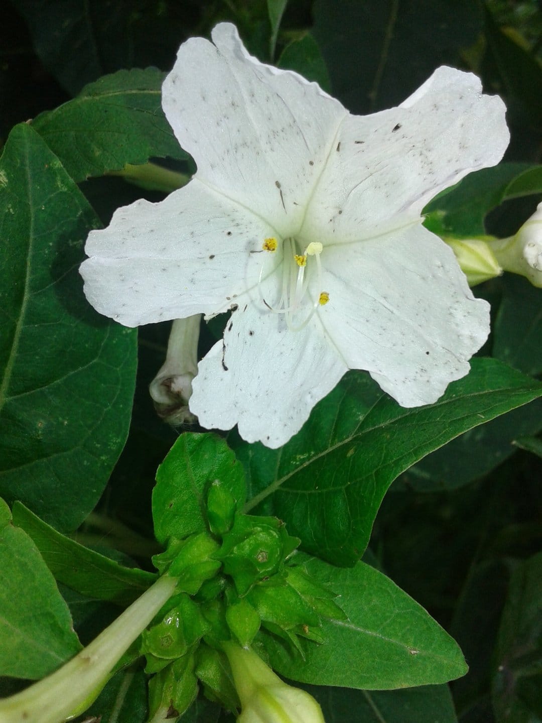 White Mirabilis flower with yellow stamens and speckled petals among green leaves and buds on a dark background.