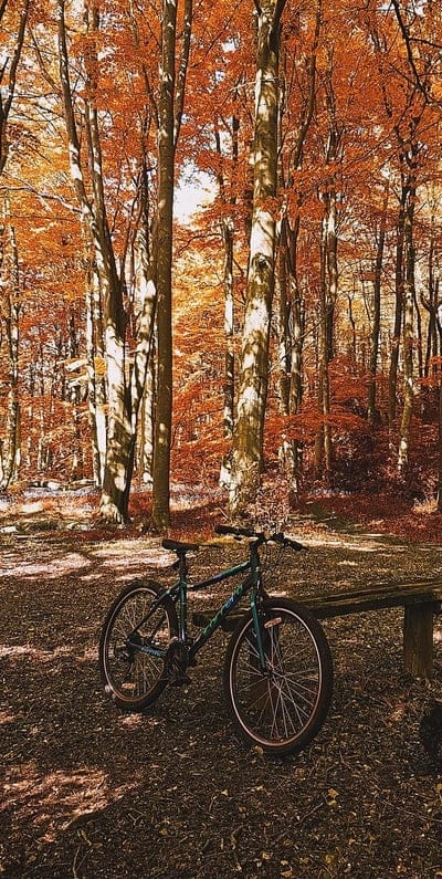 Bike in nature, autumn, carrera, discover, forrest, riding, scenary, trees, woodlands, mobile wallpaper, android wallpaper, iPhone wallpaper, phone wallpaper