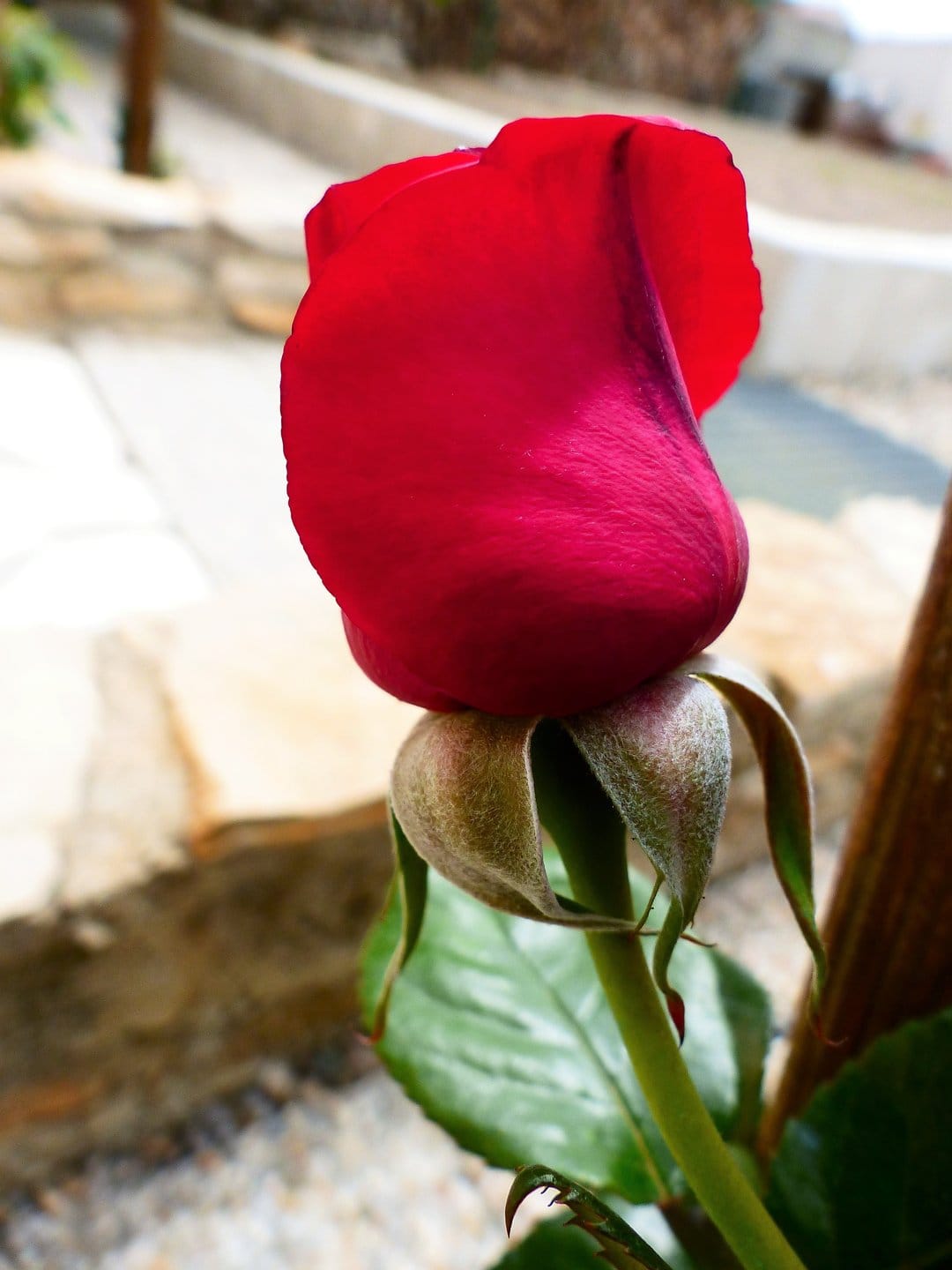 Red rose bud with green sepals and velvety petals captured in a macro close-up with a soft bokeh background.
