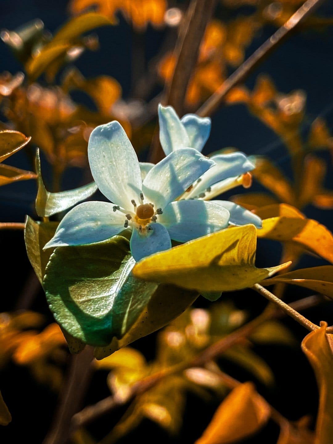 Pale blue flower with yellow stamens surrounded by metallic golden leaves against a dark, blurred background.