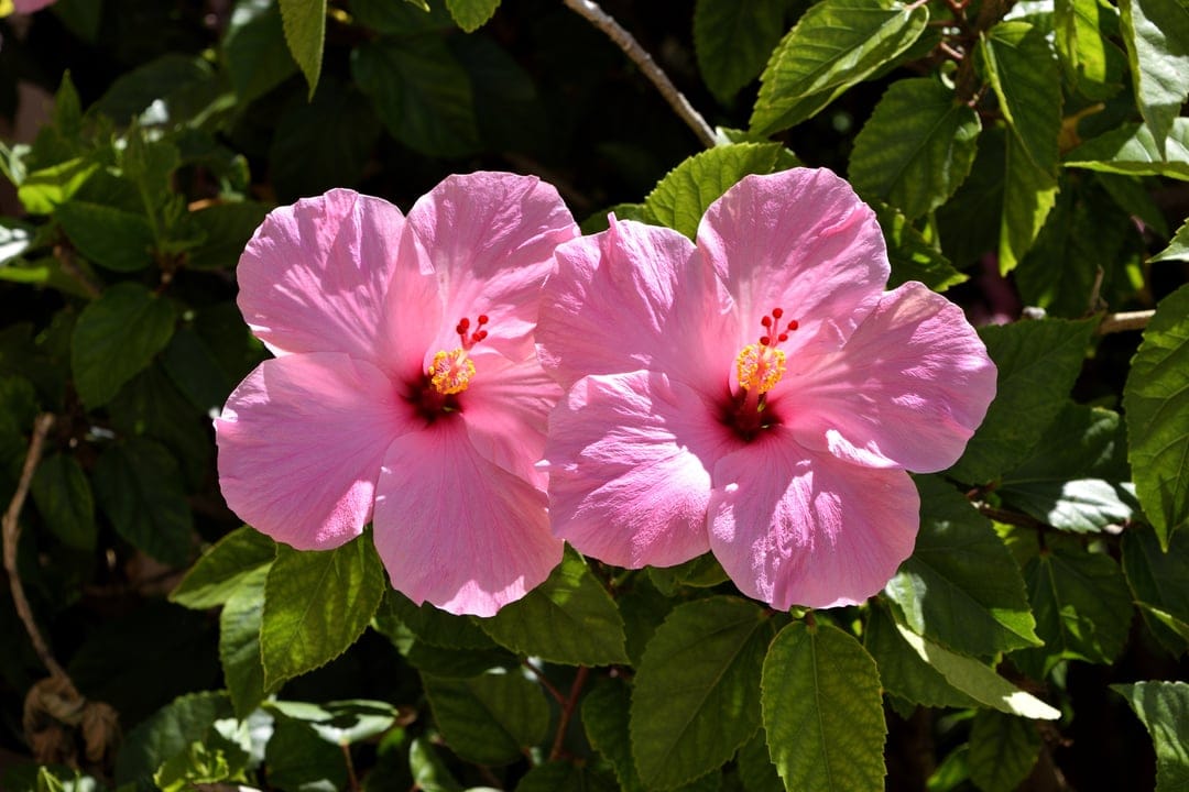 Pink hibiscus flowers with prominent yellow stamens bloom against green leaves under soft, warm sunlight.
