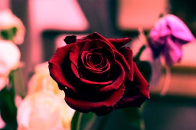 Deep red rose with velvety petals in sharp focus against a blurred background of pink and white floral blossoms.