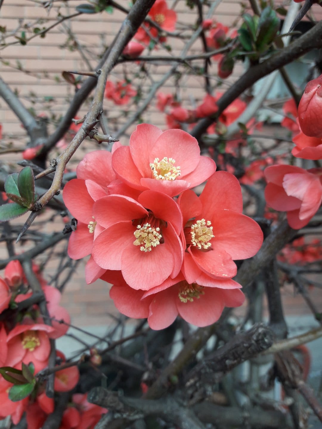 Coral-pink quince blossoms with yellow stamens cluster on dark thorny branches against a blurred brick wall.