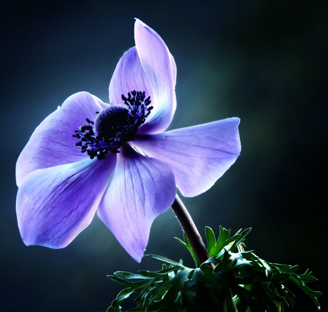 Purple anemone flower with backlit petals and fine textures centered against a dark, moody blurred background.