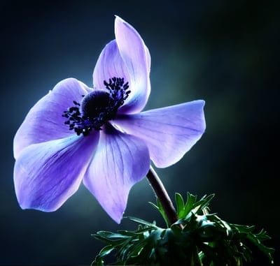 flowers,spring,nature,beautiful flowers,garden,purple flowers,purple,flower background,flower wallpaper,spring flower,violet,petals,flowering,plant