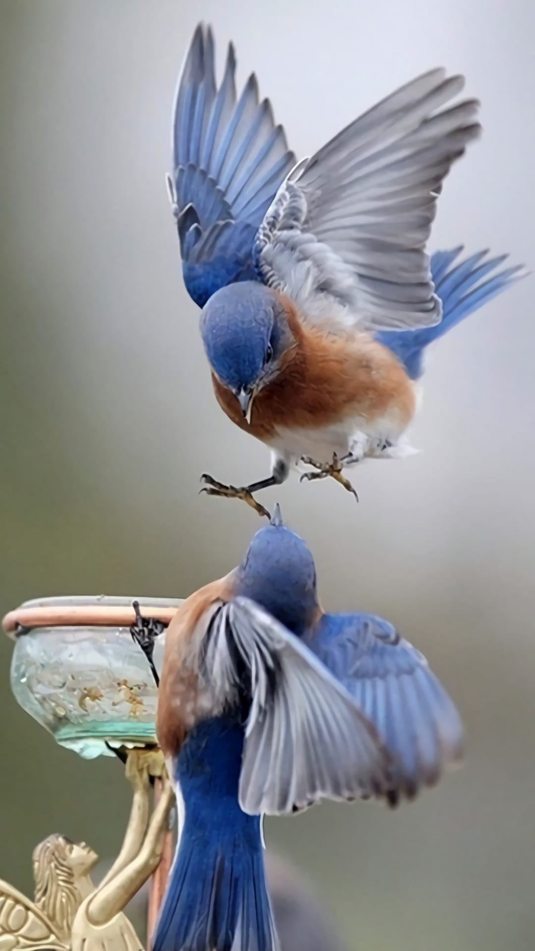 Two Eastern Bluebirds with blue feathers and orange chests compete for food at a wooden feeder with wings spread.