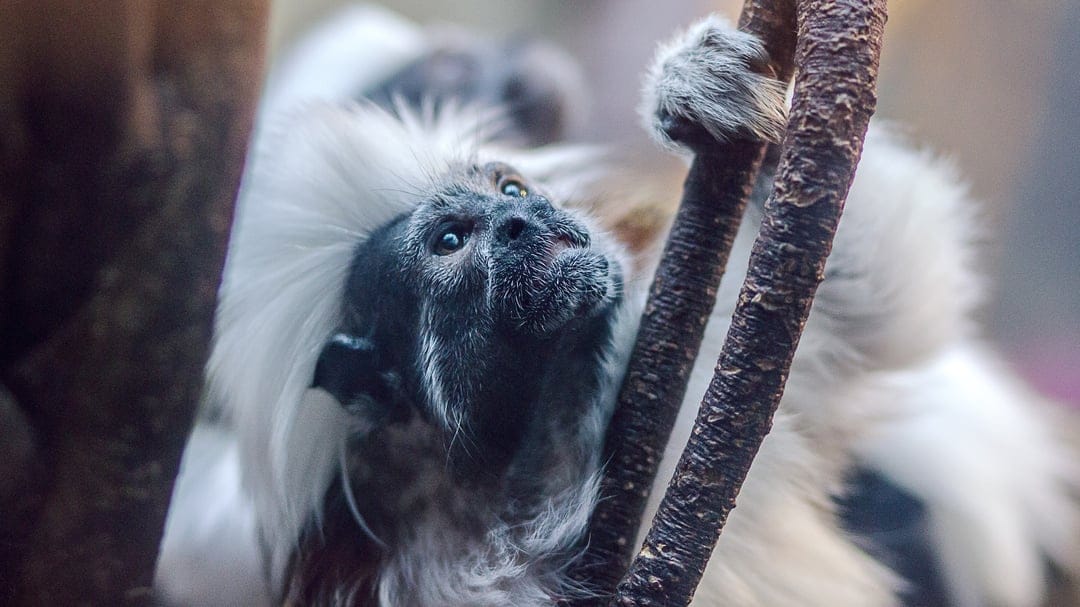 Cotton-top Tamarin with white hair looks upward while gripping a tree branch against a blurred green backdrop.