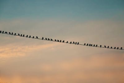 birds,silhouettes,sky,clouds,twilight