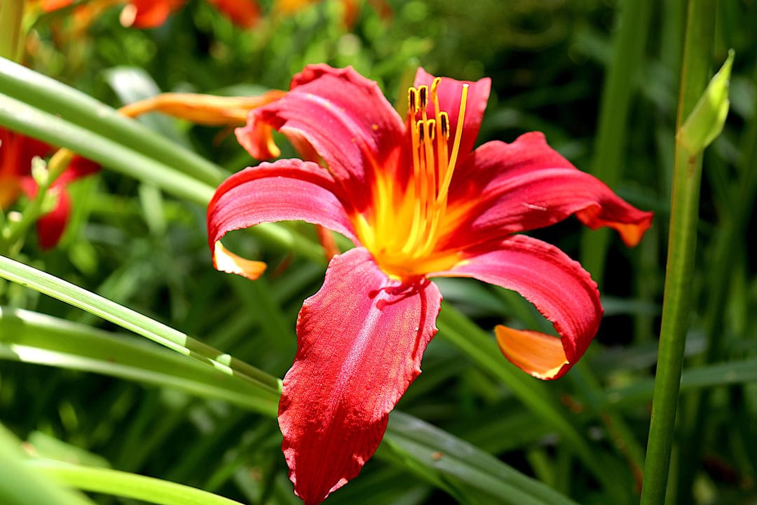 Red daylily flower with ruffled petals and a yellow center blooming amidst soft green garden foliage.