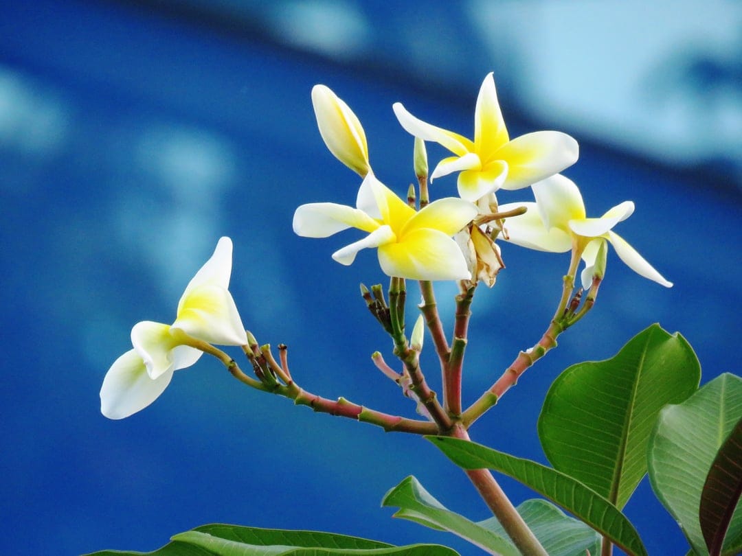 White frangipani flowers with yellow centers bloom on a branch against a blurred bright blue sky background.