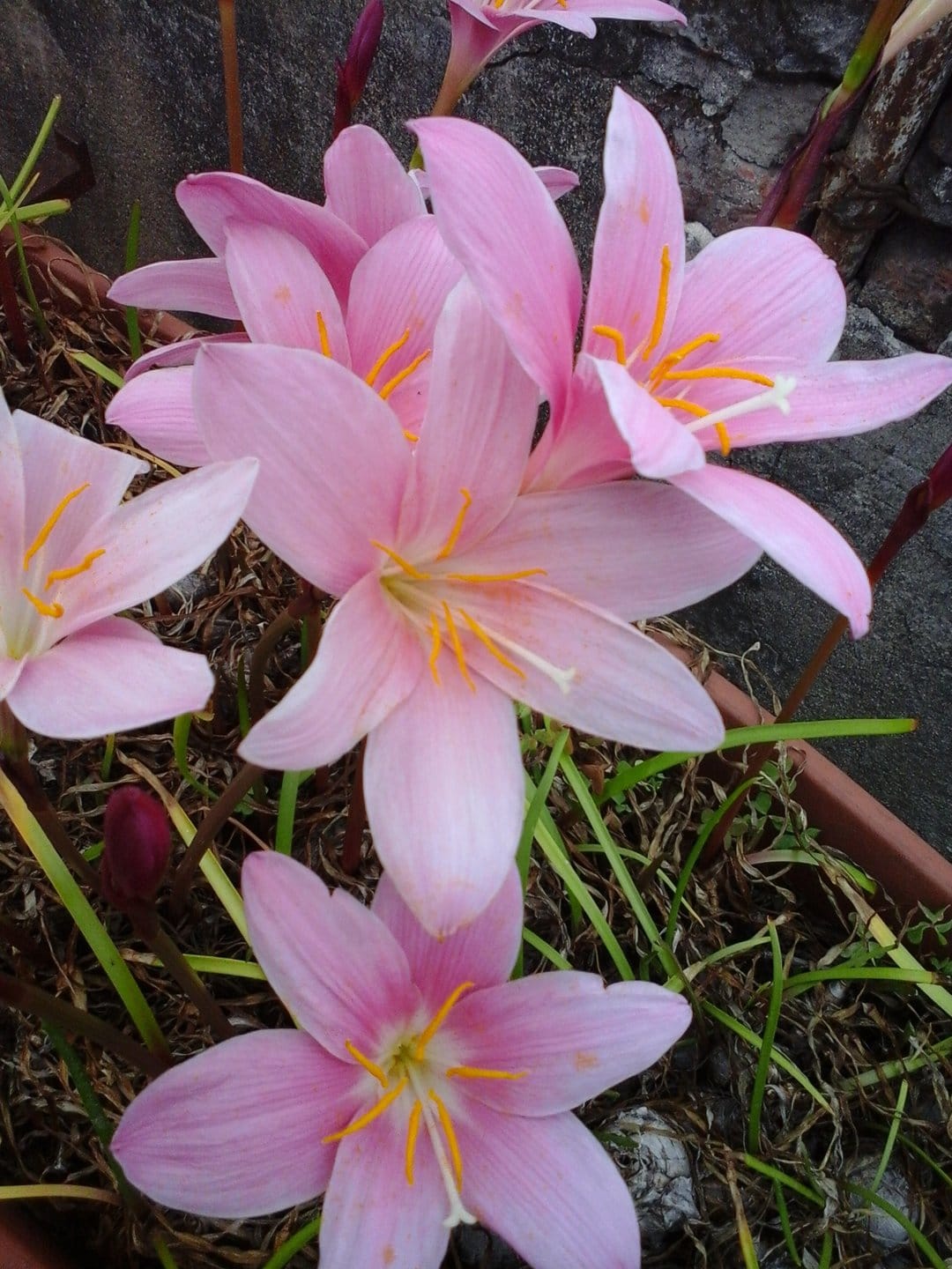 Pink rain lilies with yellow stamens grow in a terracotta pot against a textured grey stone wall background.