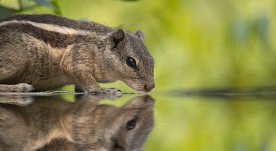 squirrel,beautiful nature,nature background,rodent,hd wallpaper,drinking,puddle,free background,forest,lake,wallpaper 4k,nature,4k wallpaper,4k wallpaper,animal,sciuridae,windows wallpaper,chipmunk,close up,desktop backgrounds