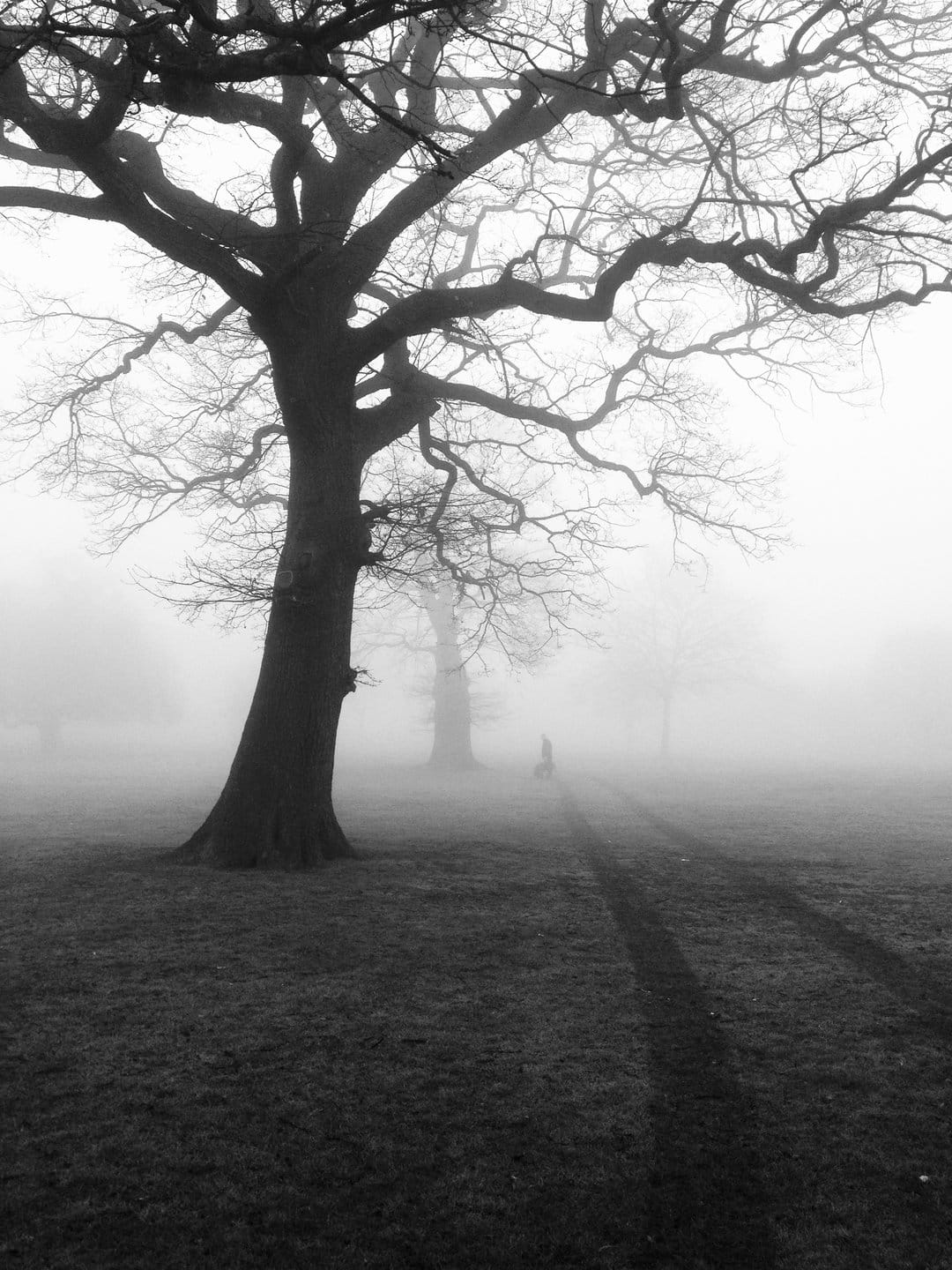 Bare tree branches silhouetted against thick white fog with tire tracks leading into a misty winter landscape.