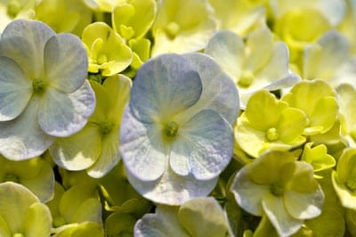 hydrangea,full hd wallpaper,bouquet,flowers,beautiful wallpaper,wallpaper 4k,beautiful nature,hydrangea,macrophylla,wallpaper hd,bloom,desktop backgrounds,floral background,flora nature,4k wallpaper,hd wallpaper,laptop wallpaper,mac wallpaper,nature backg