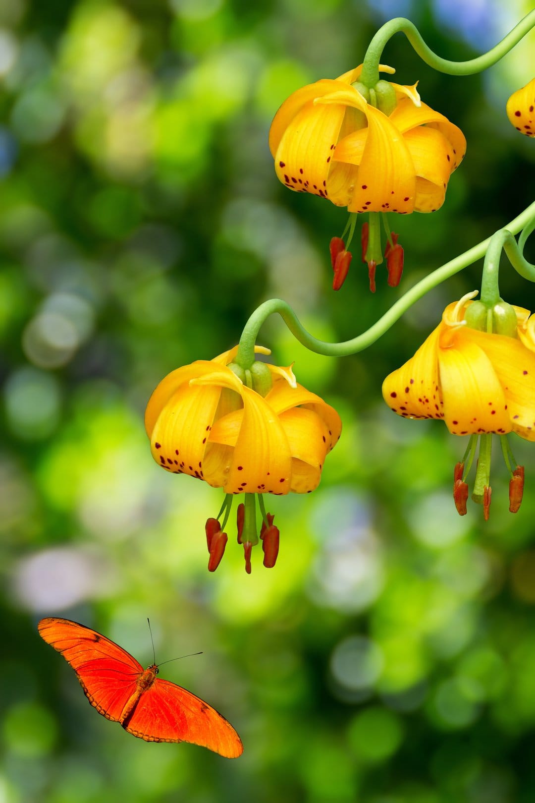 Orange butterfly with black-veined wings perches on a yellow tiger lily flower with dark brown speckles.