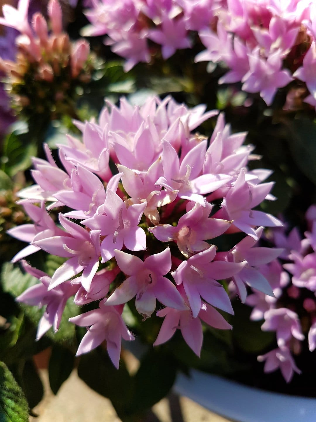 Pink star-shaped Penta flowers with pointed petals cluster in a macro view against a blurred green background.