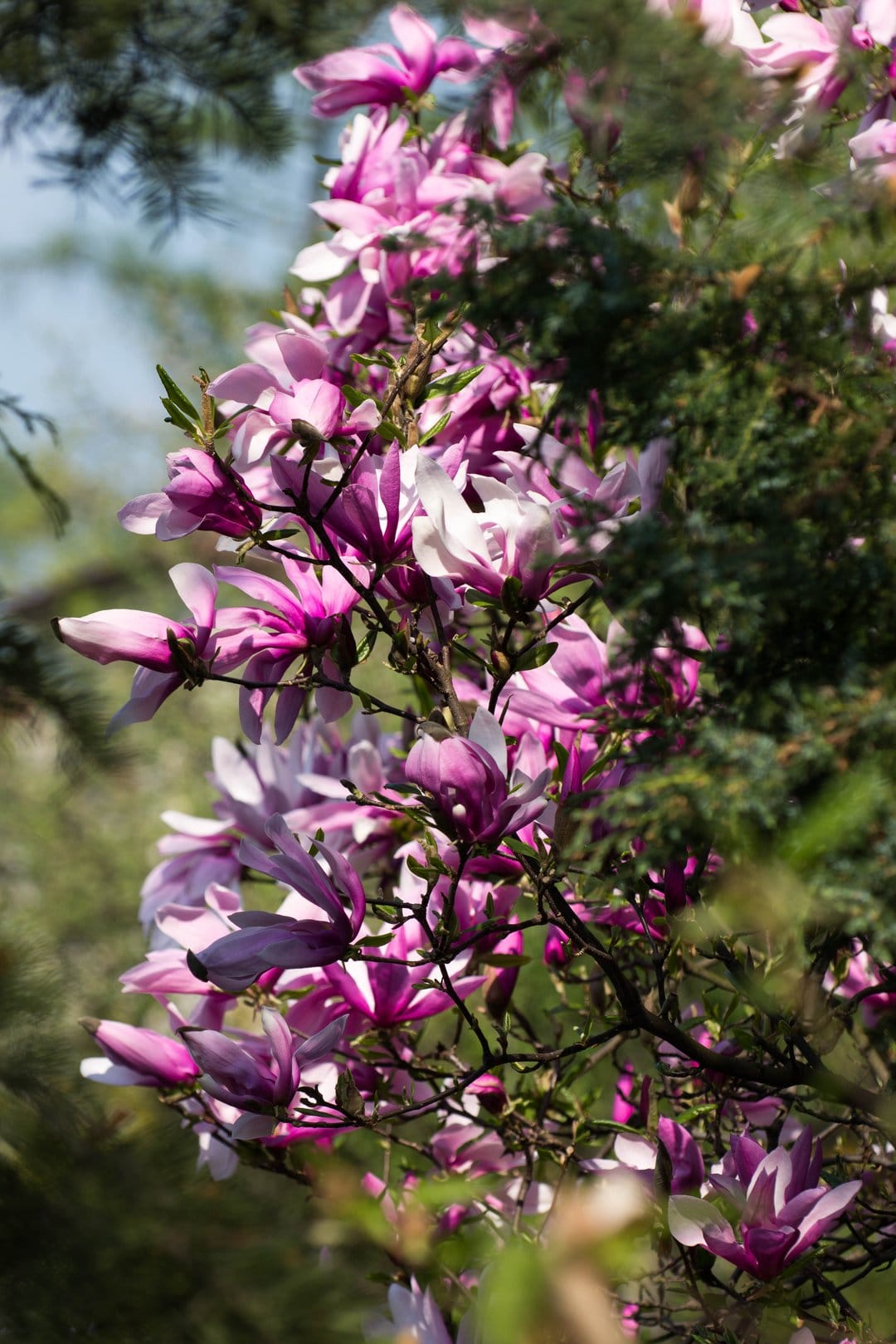 Pink and white magnolia blossoms unfurl on a dark branch against a blurred green and blue spring sky background.