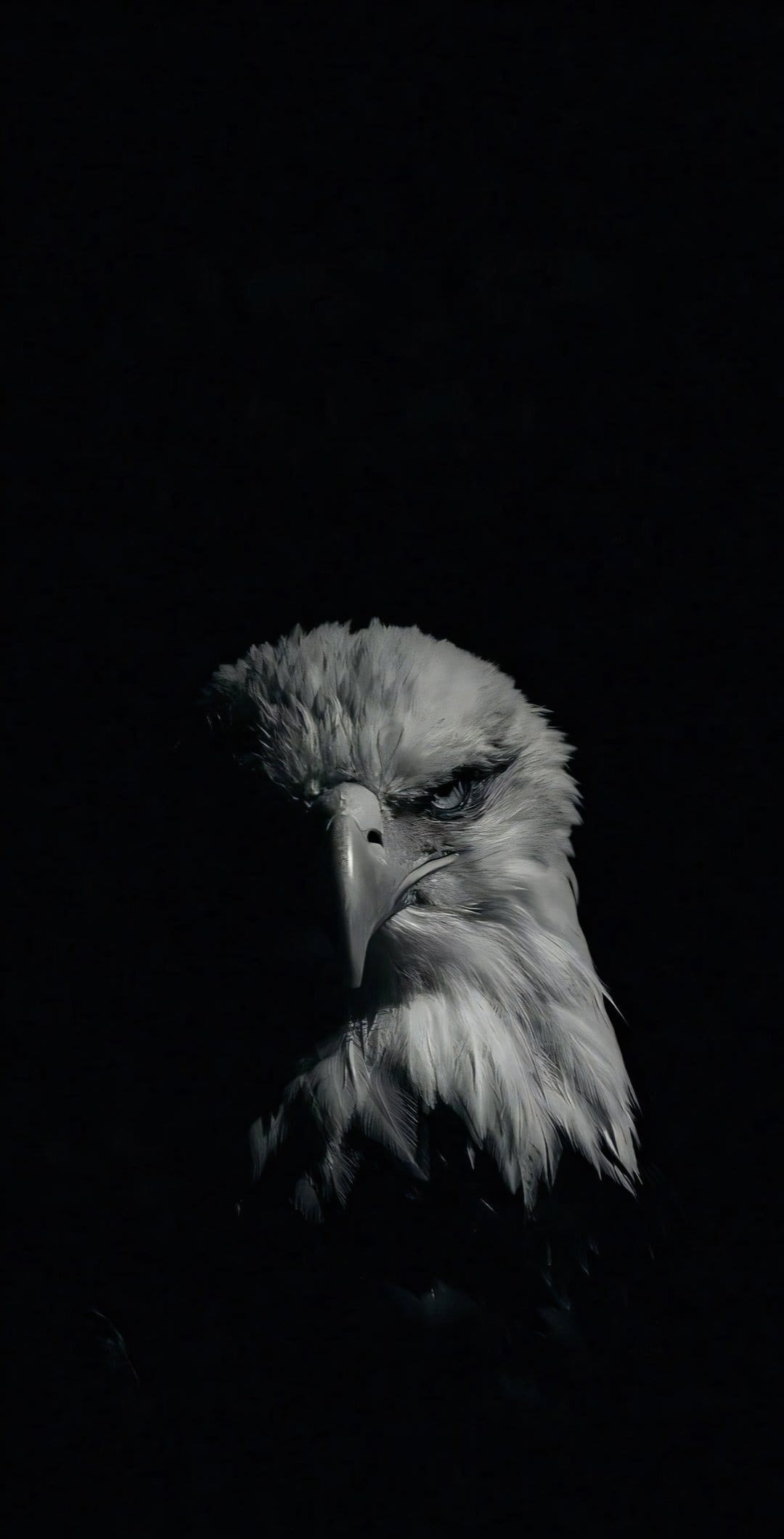 Bald eagle head with a sharp yellow beak and piercing gaze against a solid black background in low light.