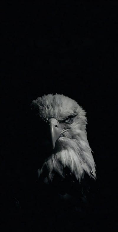eagle,bird,predator,head,gaze,shadow,black and white