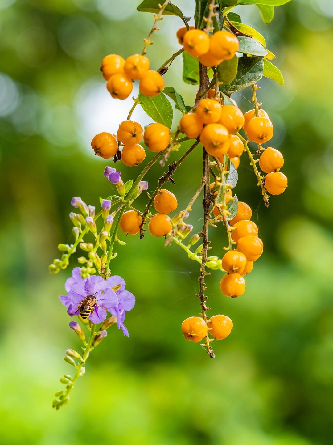 Honeybee perched on violet petals near small orange berries against a blurred green forest background.