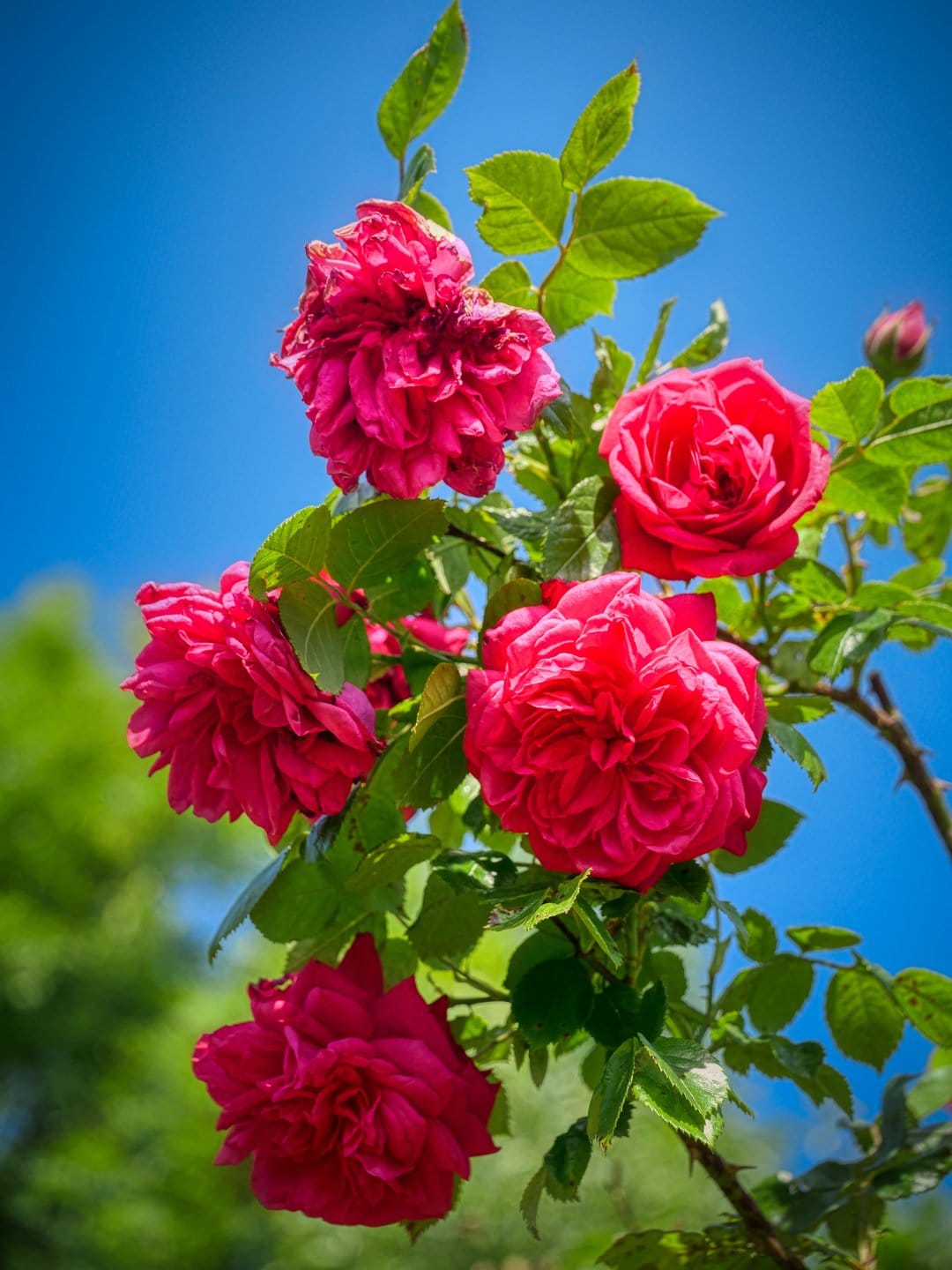 Red roses with velvety petals bloom against a bright blue sky with green leaves and stems visible in sunlight.