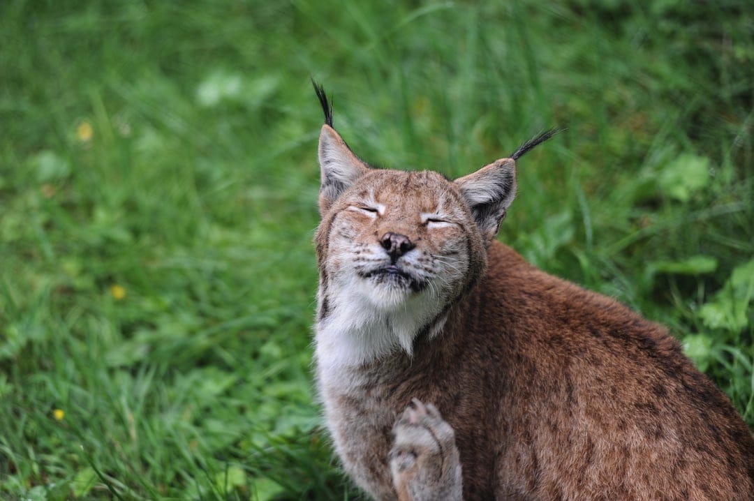 Lynx scratching its muzzle with eyes shut while sitting in a grassy meadow under soft natural lighting.