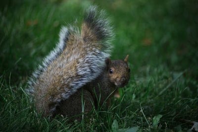 Squirrels wallpaper,Squirrels,Squirrels background,wildlife,Squirrels desktop wallpaper