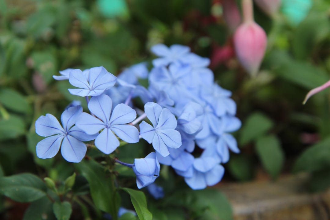Blue plumbago flowers with five petals in focus against a blurred backdrop featuring a single hanging pink bud.