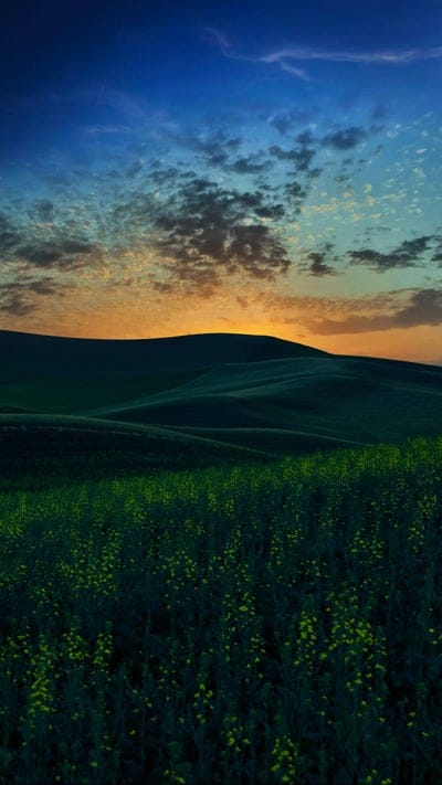 hills,field,flowers,nature,landscape