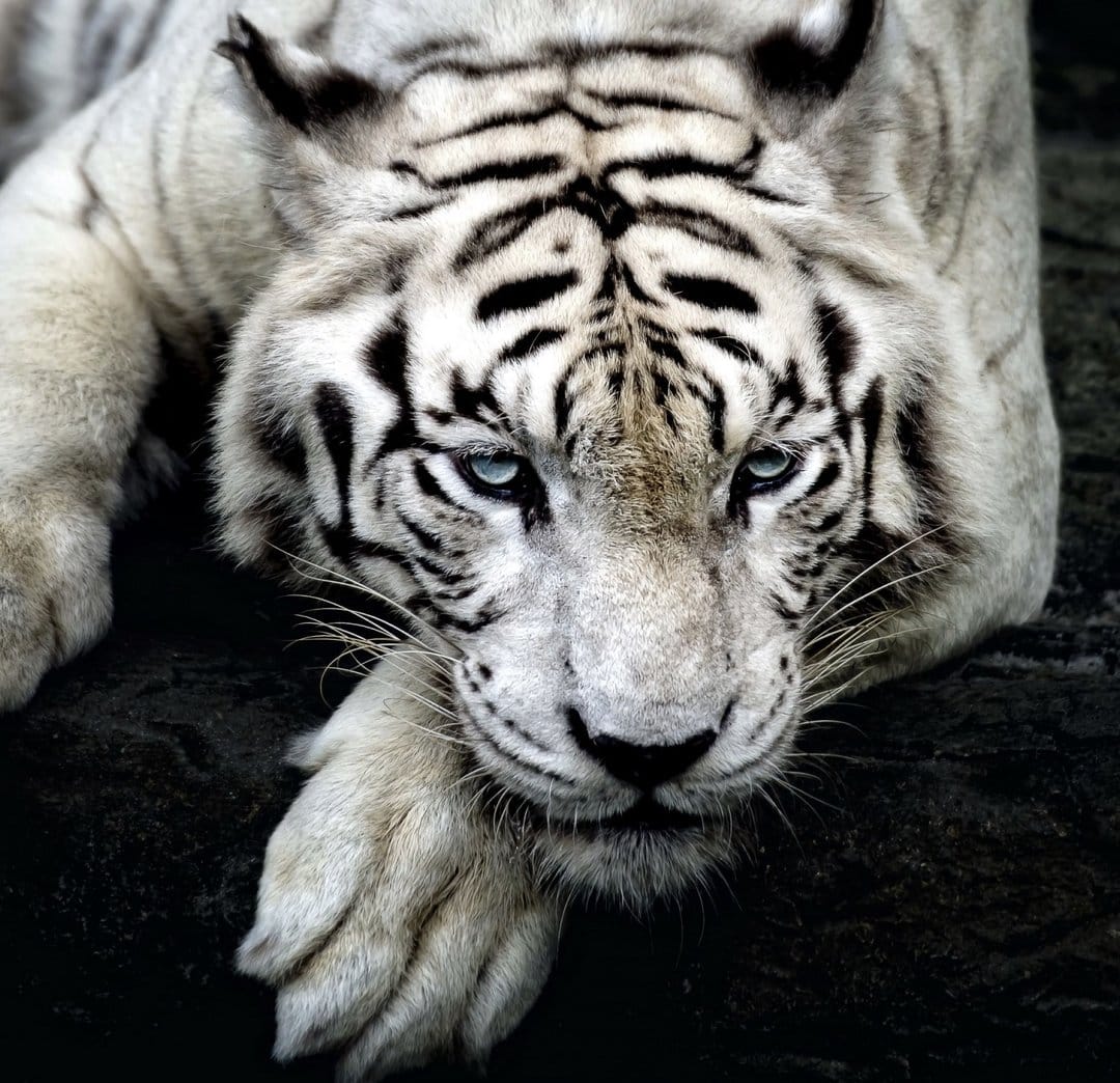 White tiger with bright blue eyes lying on dark rocks, showing detailed facial stripes and a direct gaze.